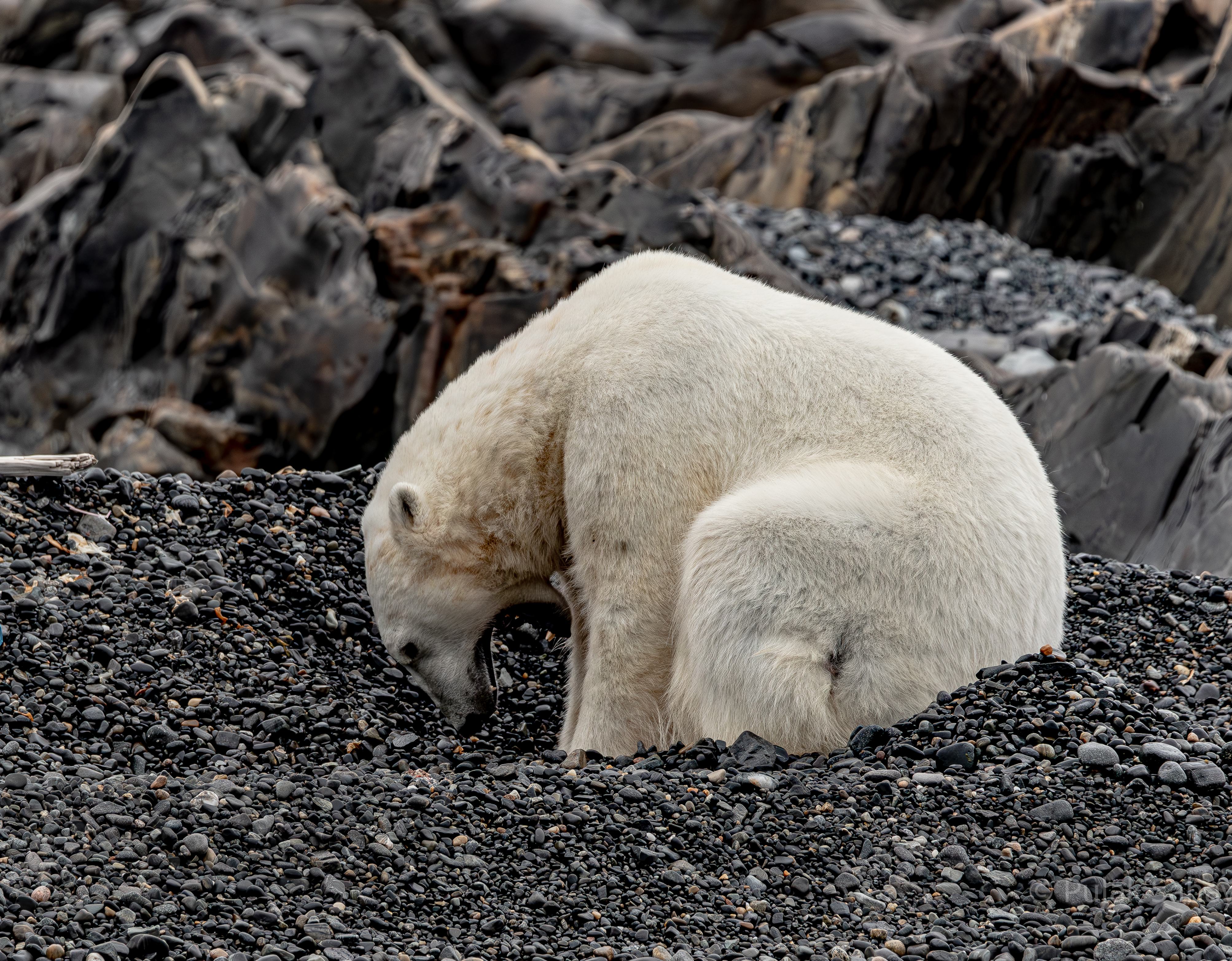 Polar bear yawning